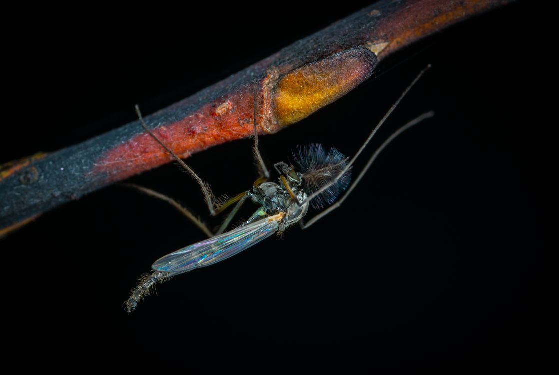Macro Shot of Yellow Crawling Insect ยท Free Stock Photo