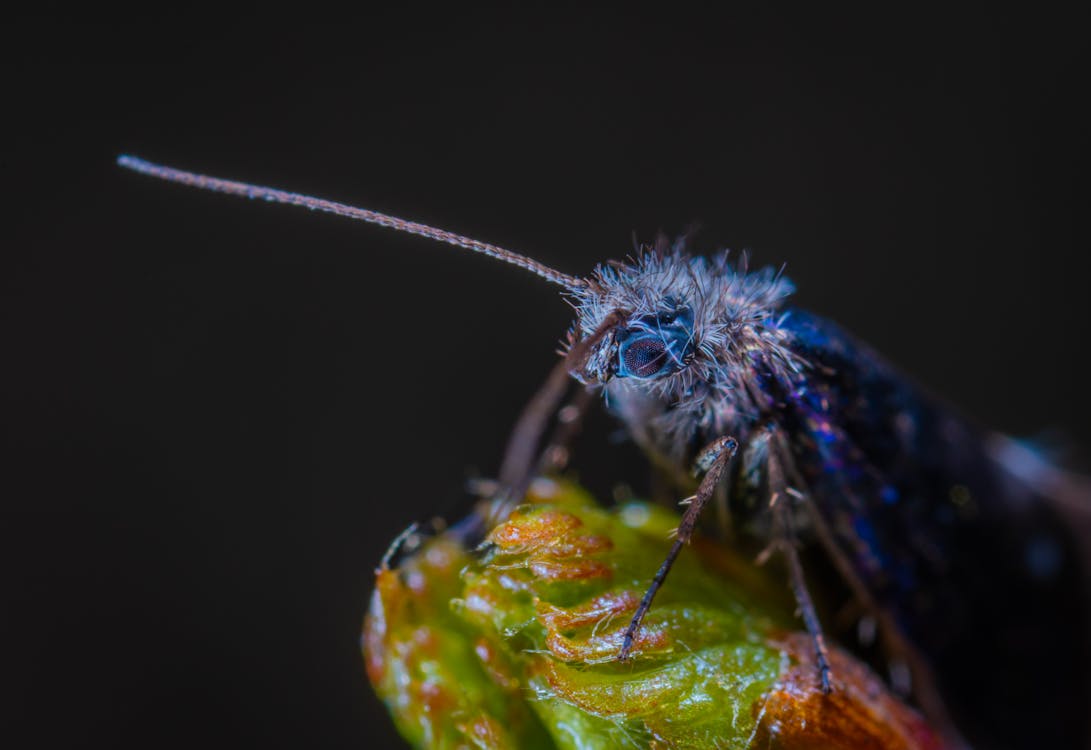 Kostenlos Makrofotografie Des Blauen Insekts Stock-Foto