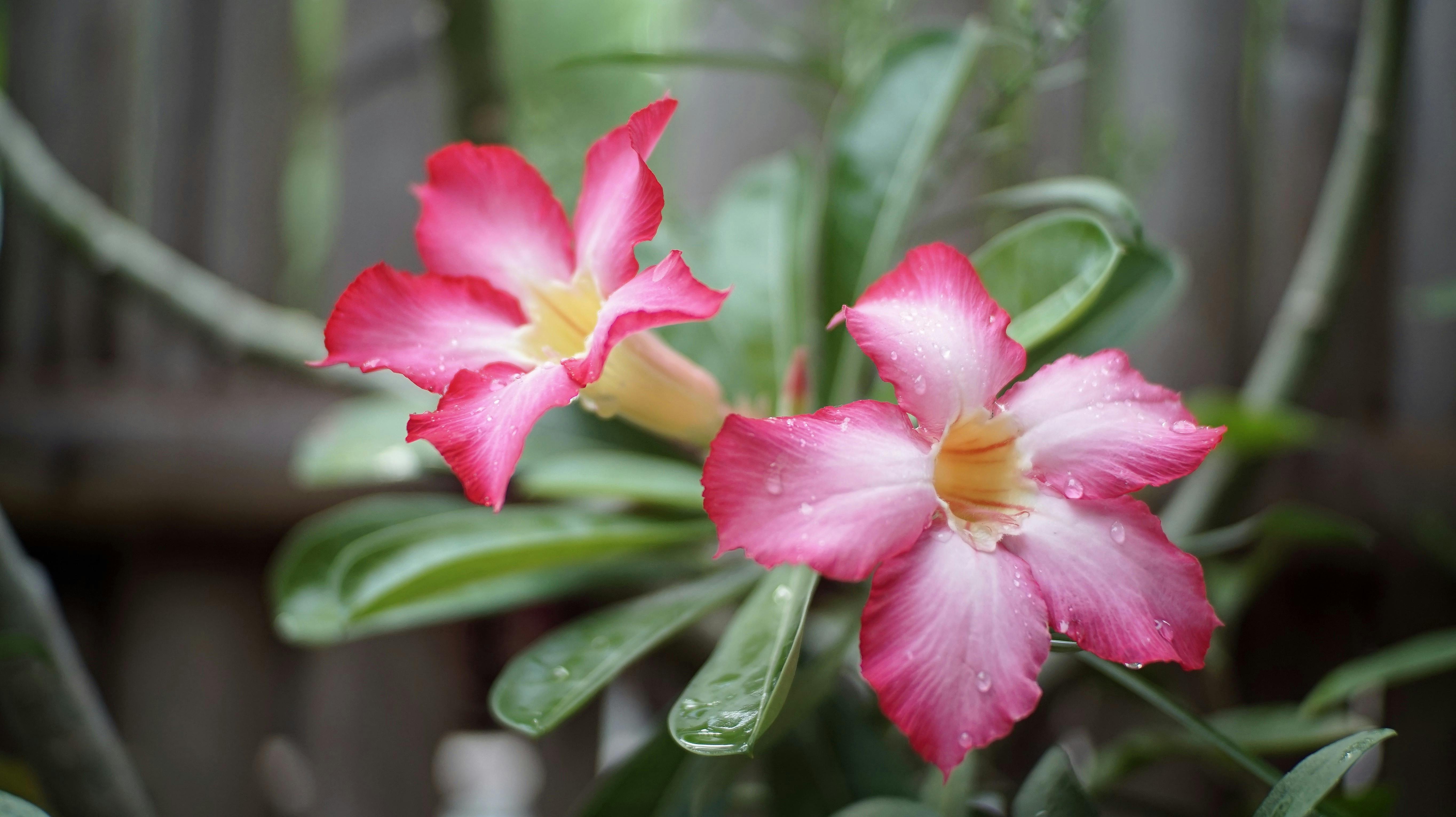 Free stock photo of backyard flower, beautiful flowers, fresh flowers