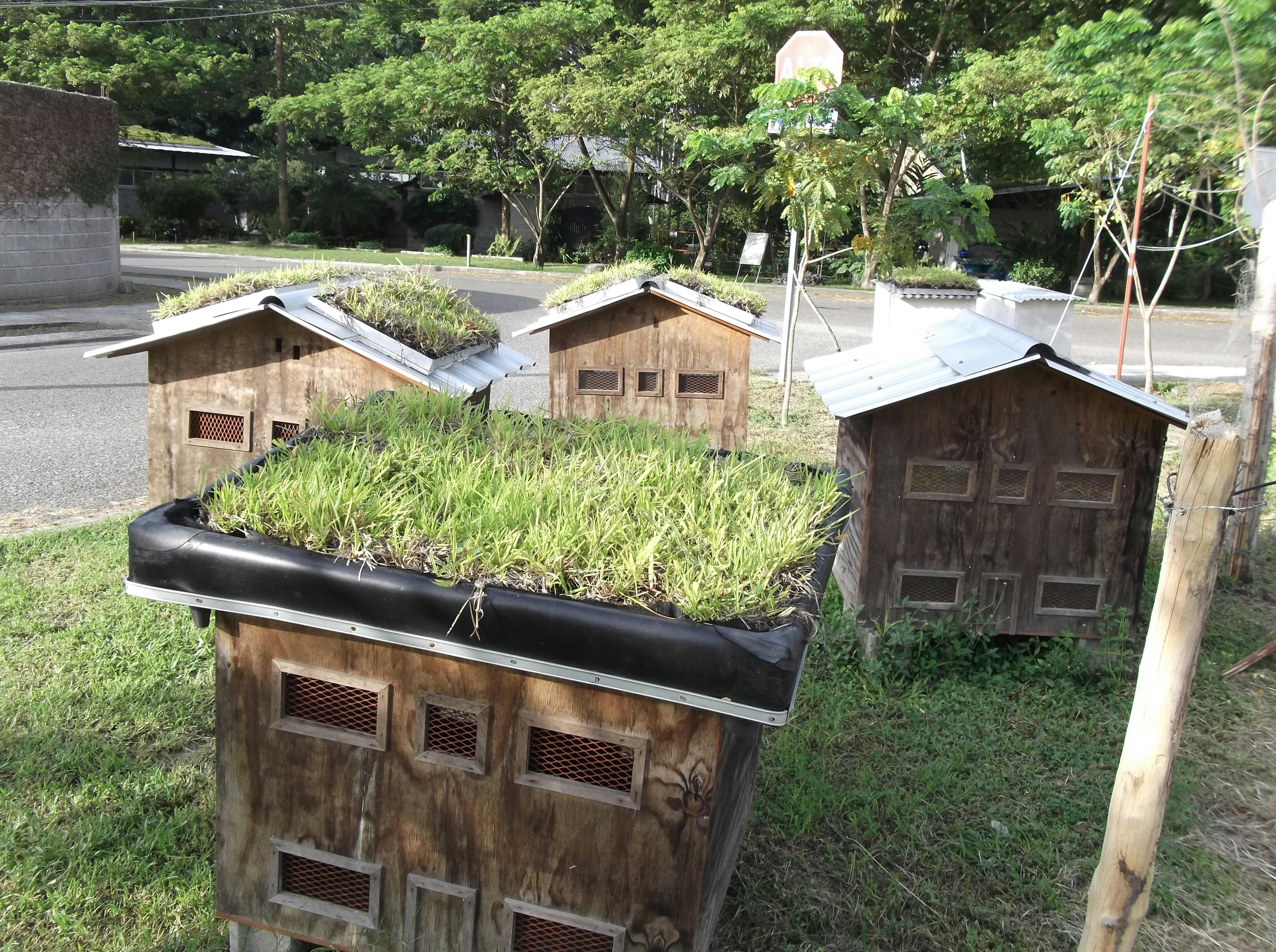 Free stock photo of honduras, model, roof lawn