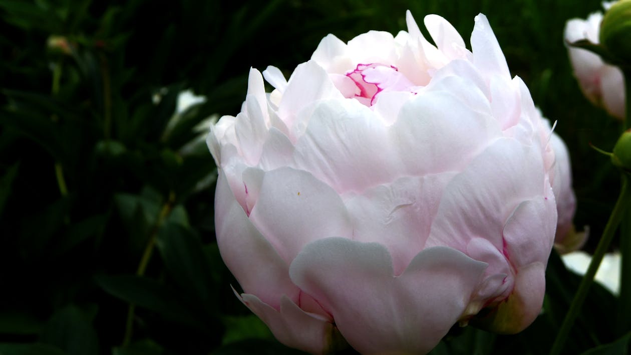 Foto stok gratis tentang bunga  peony 