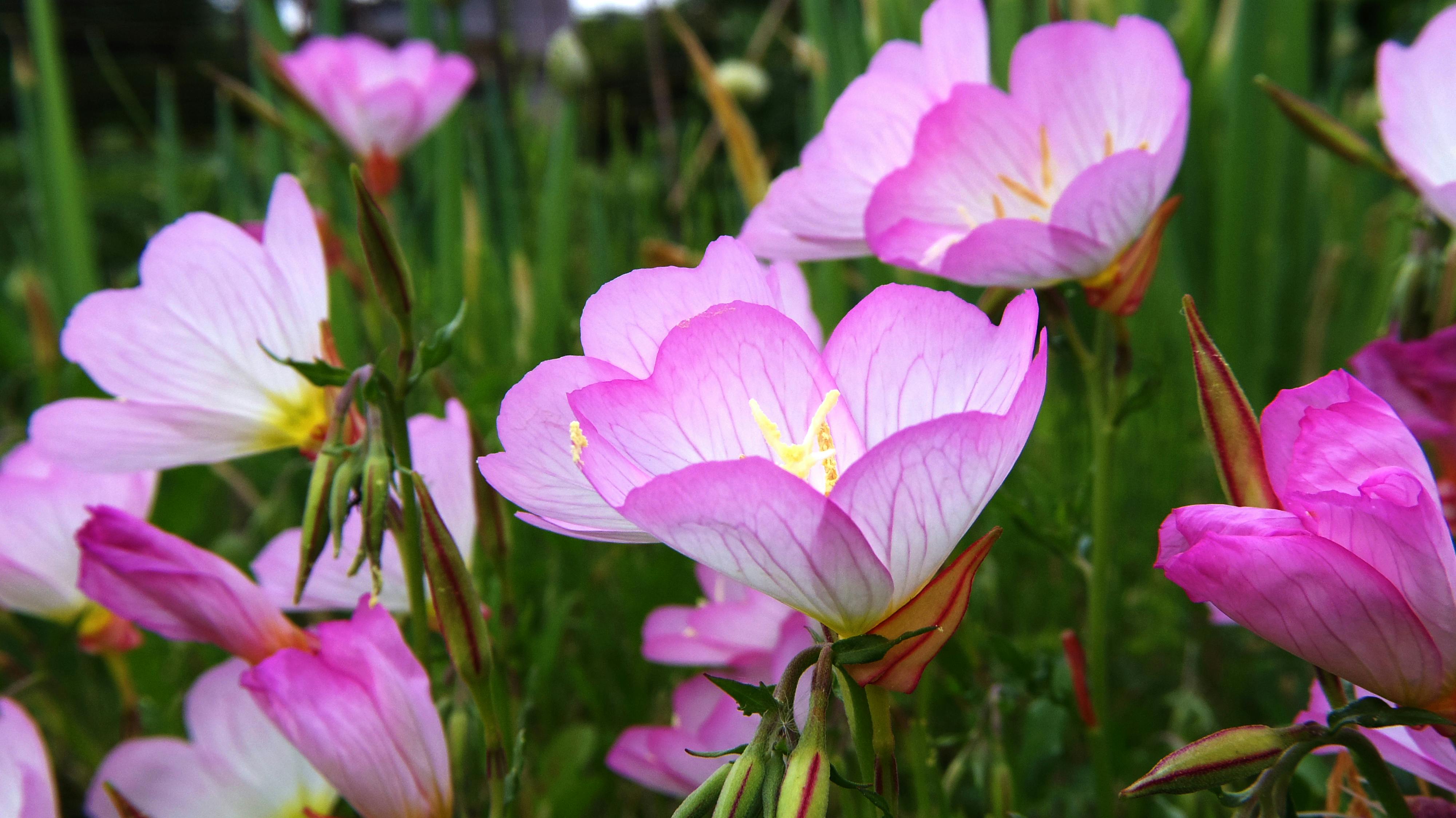 Kostenloses Foto zum Thema: blume