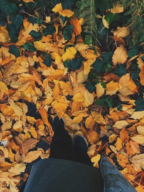 Fotos de stock gratuitas de caer, colores de otoño, de pie