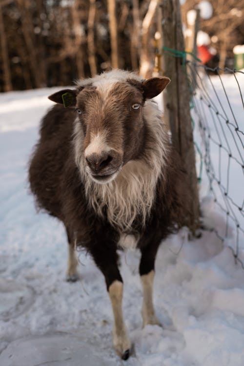 Goat Standing on Snow
