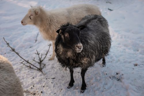 Free Close-up of Polish Heath Sheep standing on snow-covered ground in Vermont during winter. Stock Photo