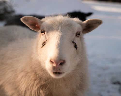 Free Close-up shot of a fluffy sheep in a snowy landscape, Vermont winter. Stock Photo