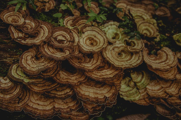 Polypore Mushrooms On Ground