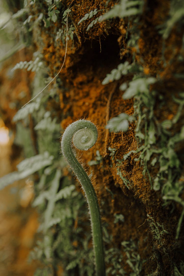 Close-Up Shot Of A Fiddlehead