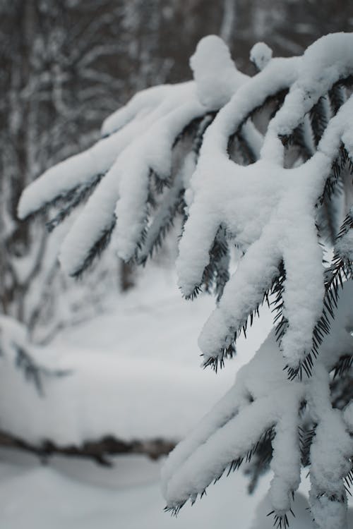 Snow Covered Conifer Leaves