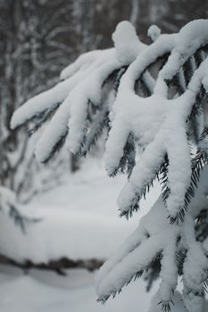 Close-up of snow-laden fir tree branches in a serene winter forest in Russia.