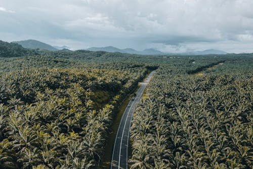 Foto stok gratis agrikultura, bidang, fotografi udara