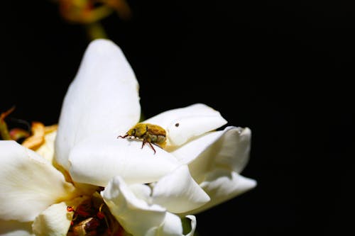 Free stock photo of insect