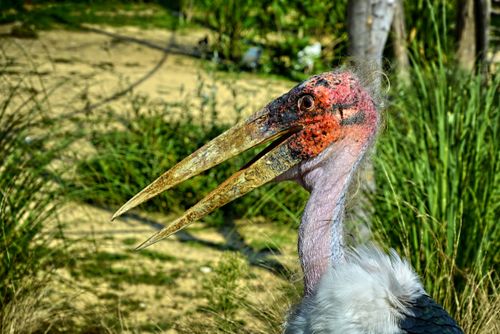 Free Detailed close-up of a marabou stork with distinctive plumage in an outdoor setting. Stock Photo
