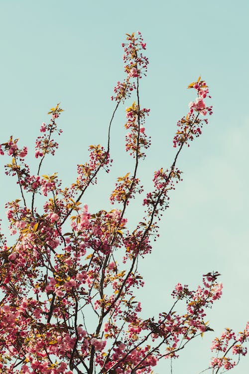 Pink Flowers on Branches Under the Blue Sky