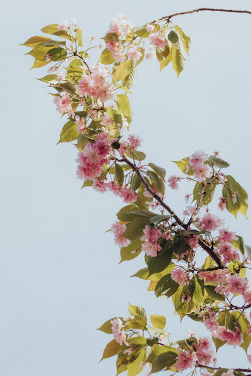 Pink Flowers and Green Leaves