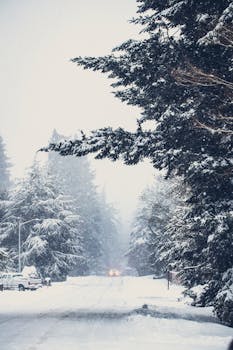 Scenic snow-covered road surrounded by tall pine trees during winter snowfall.