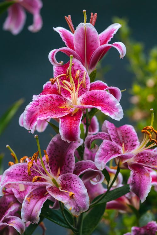 Free Lilies in Bloom  Stock Photo