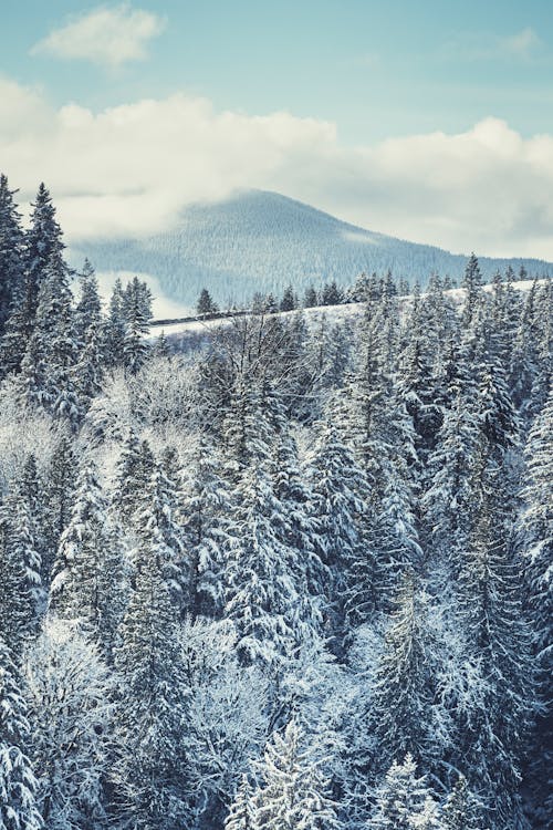 Gratuit Photos gratuites de arbres de conifères, bois, couvert de neige Photos