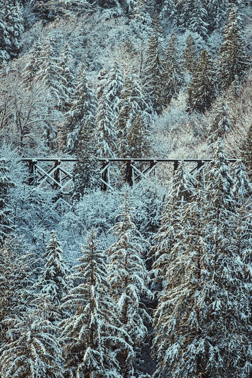 Bridge Surrounded by Trees Covered with Snow 