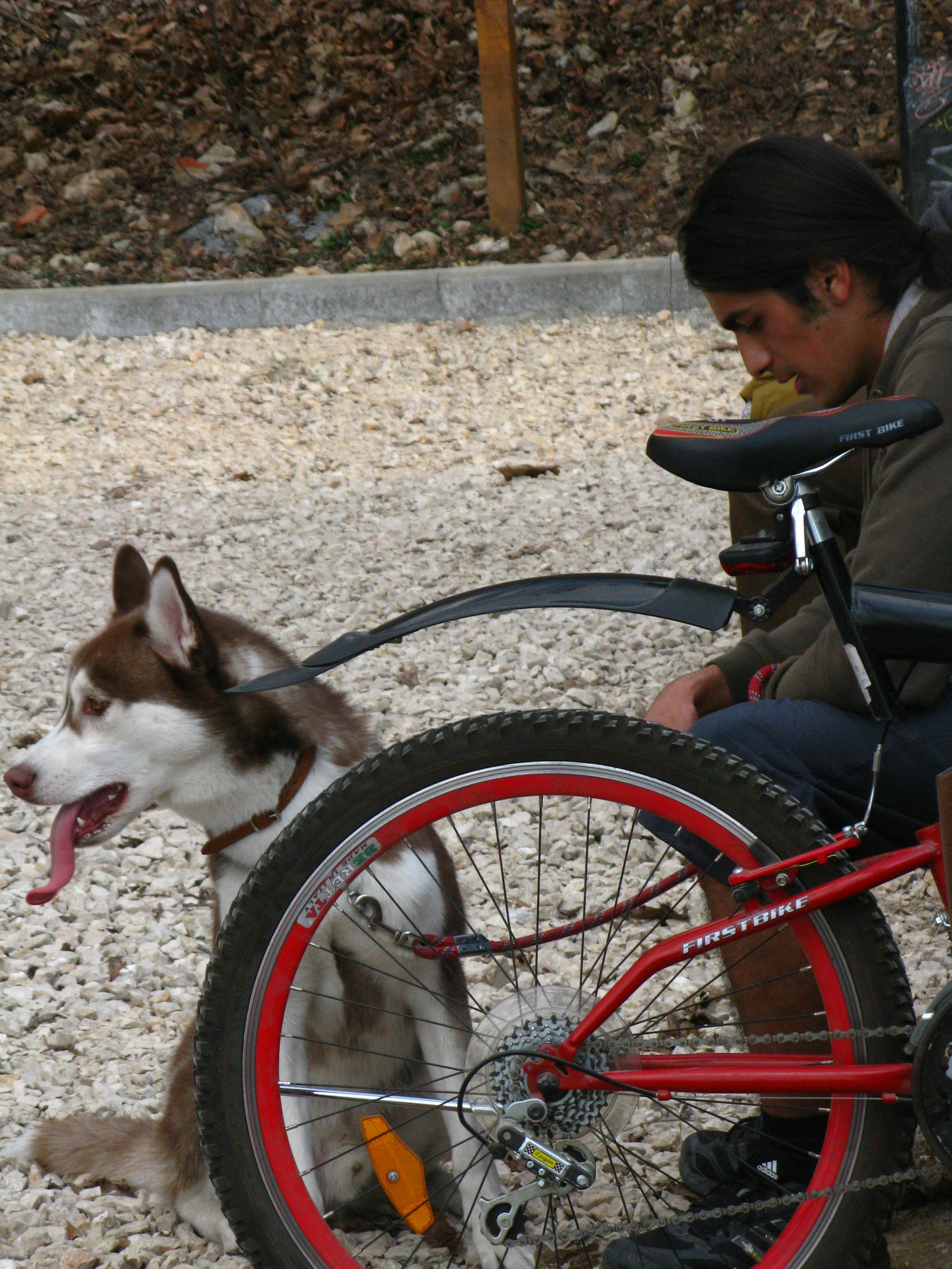 Free stock photo of bicycle, brown, dog
