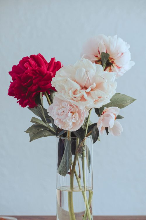 Free Fresh peonies in a glass vase on a white background, showcasing delicate blooms. Stock Photo