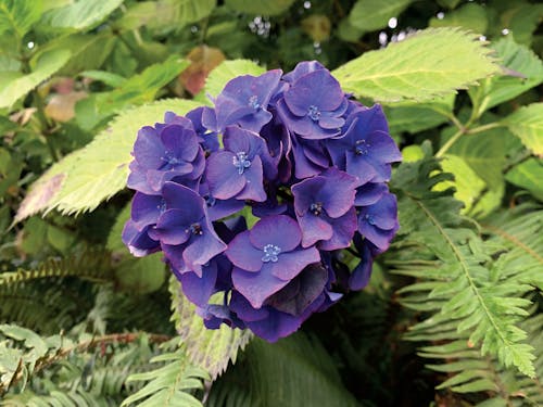 Foto stok gratis barat laut pasifik, bunga ungu, bunga-bunga