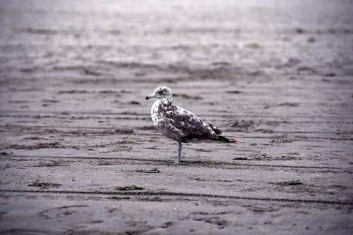 Foto stok gratis burung camar di atas pasir, burung camar di pantai, camar