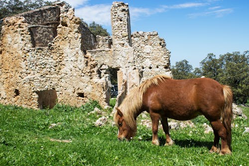 Beyaz Beton Duvarın Yanında Kahverengi At