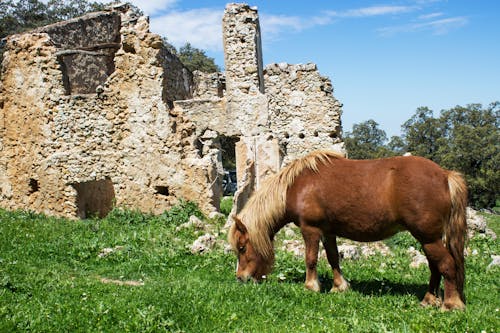 Brown Horse Beside White Concrete Wall