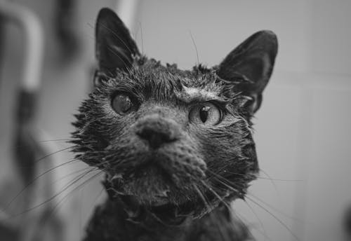 Bezpłatne Darmowe zdjęcie z galerii z czarno-biały, fotografia zwierzęcia, kot Zdjęcie z galerii