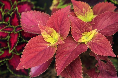 Free Detailed shot of vivid coleus leaves with red and yellow hues in a garden setting. Stock Photo