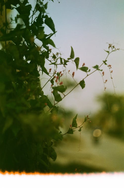 Close-Up Shot of Green Plant