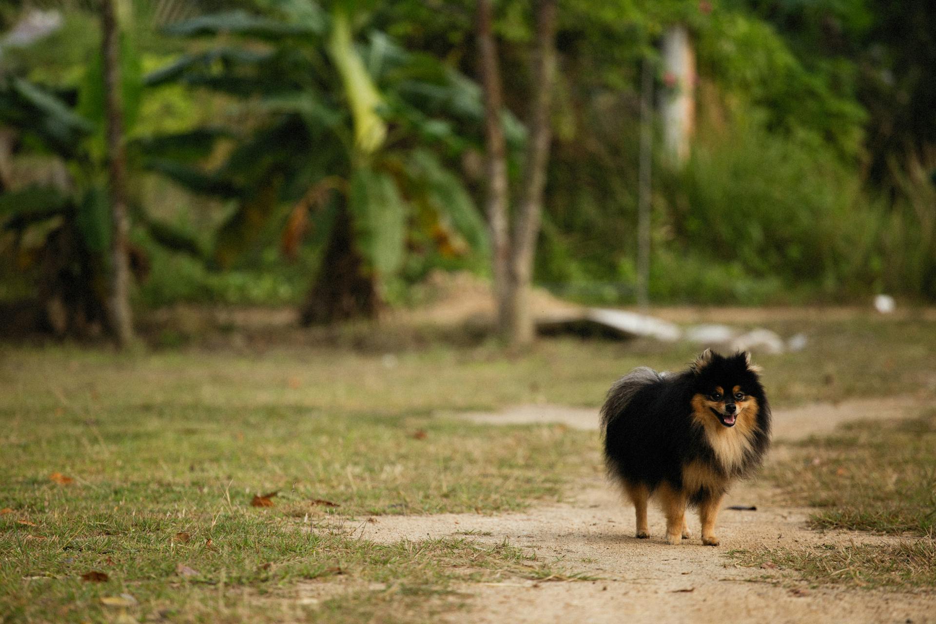 A Pomeranian on Dirt Ground