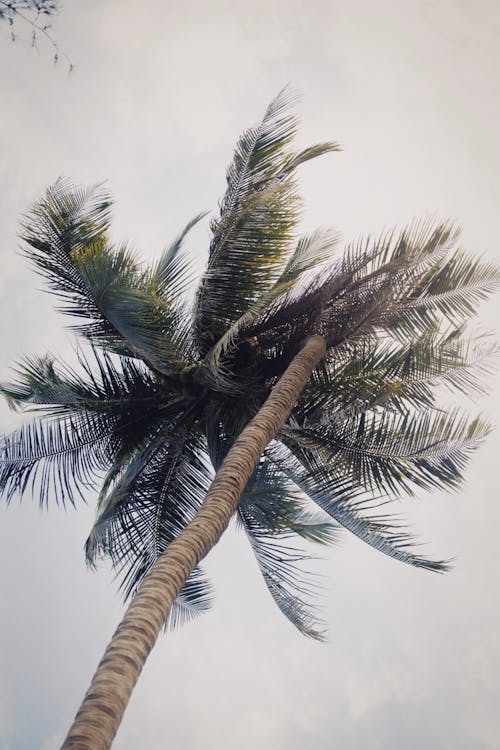 Бесплатное стоковое фото с вертикальный выстрел, кокосовая пальма, небо