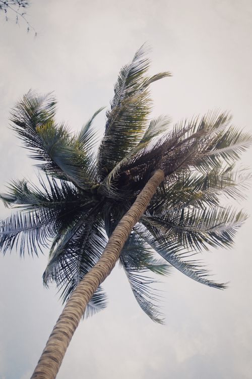 Free Low-angle view of a coconut palm tree against a bright sky, capturing a serene tropical vibe. Stock Photo