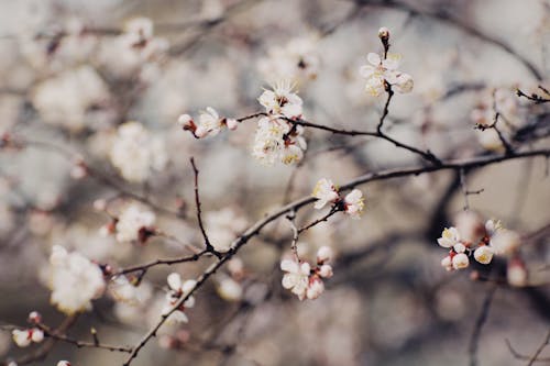 Бесплатное стоковое фото с белые цветы, ветвь, выборочный фокус