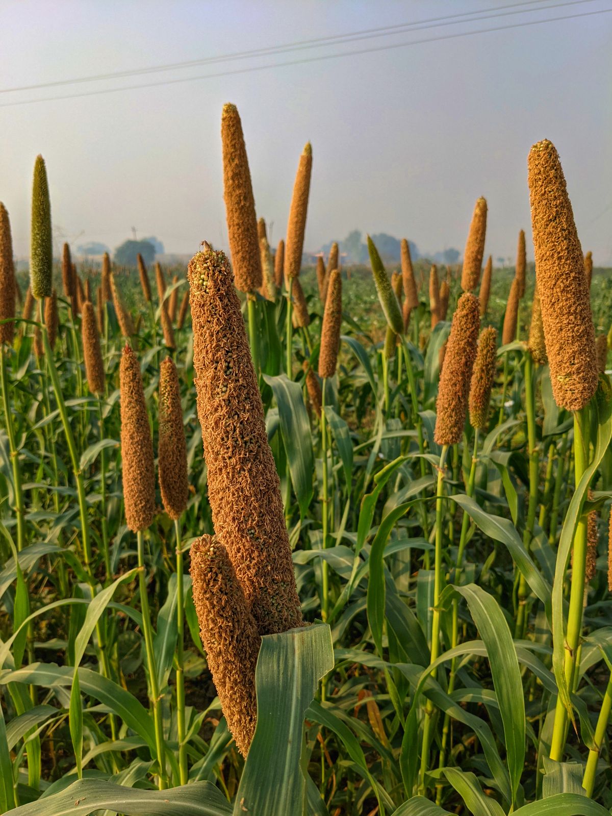 Pearl millet field in rural India