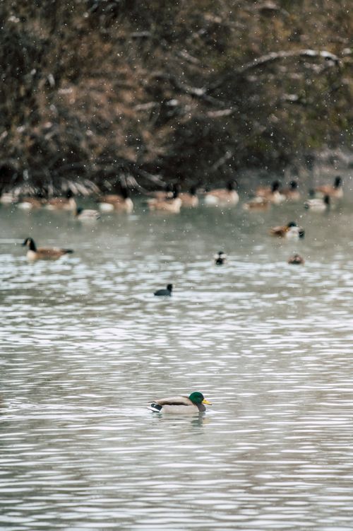 Free Mallard ducks gracefully swimming in a serene pond amidst gentle snowfall. Stock Photo