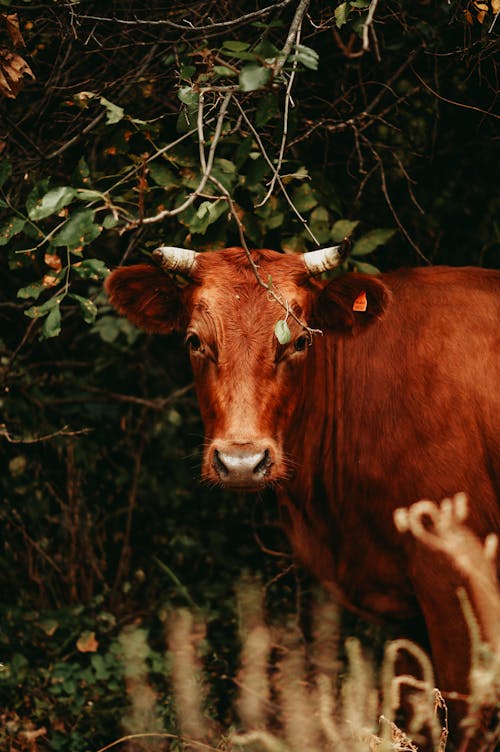 бесплатная Бесплатное стоковое фото с бык, вертикальный выстрел, корова Стоковое фото