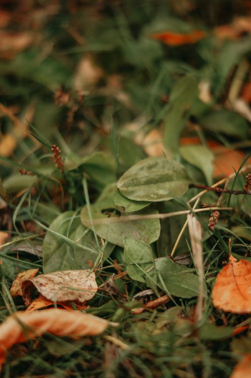 Free A detailed view of fallen leaves scattered on the grass showcasing autumn colors. Stock Photo