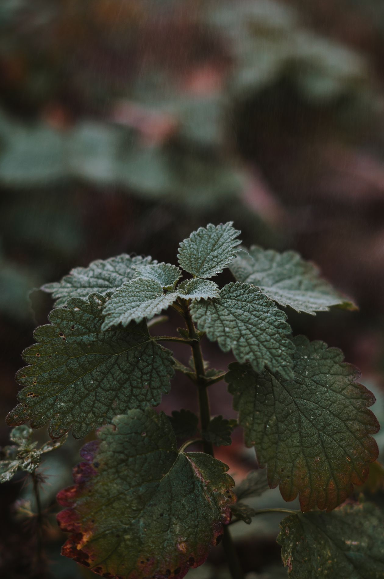 Fresh lemon balm leaves covered in morning dew, growing in natural light