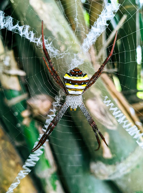 Close Up Photo of a Spider