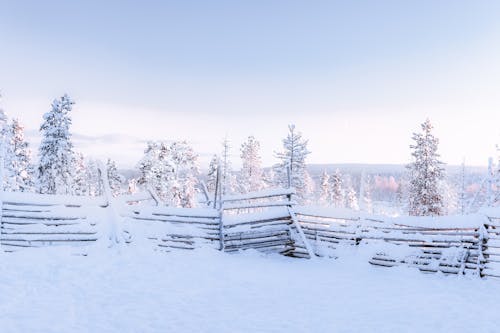 Immagine gratuita di alberi, bianco, congelando