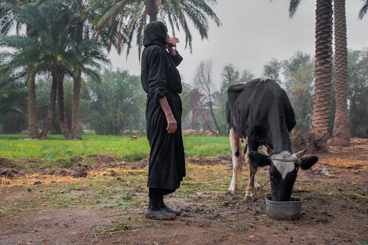 Side View Of A Person Feeding A Cow