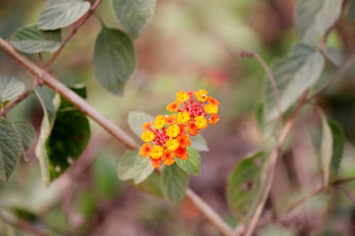 West Indian Lantana Flower Close-Up Photo