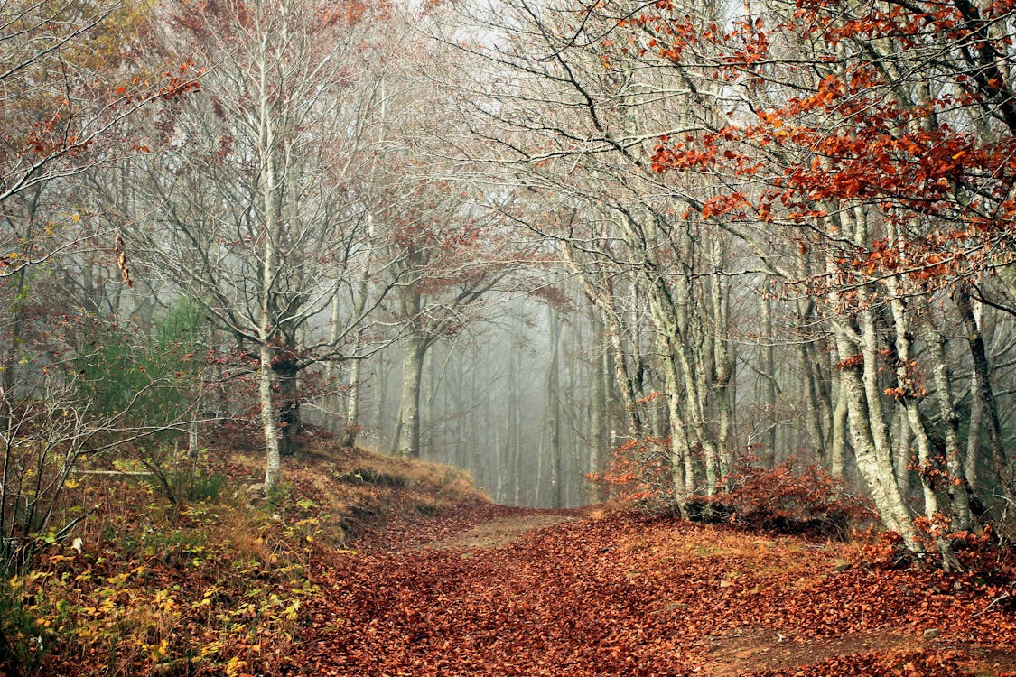 Fotobanka s bezplatnými fotkami na tému fotografia prírody, hmla, jeseň