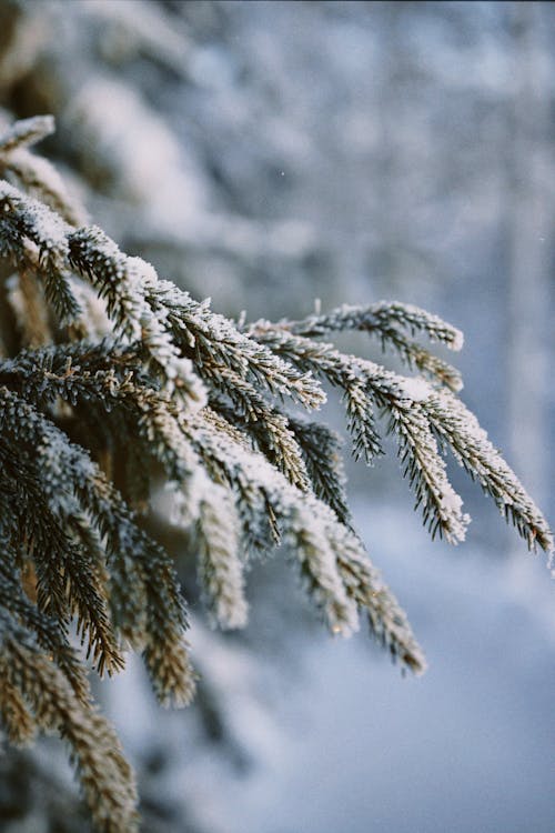 Snow on Coniferous Leaves