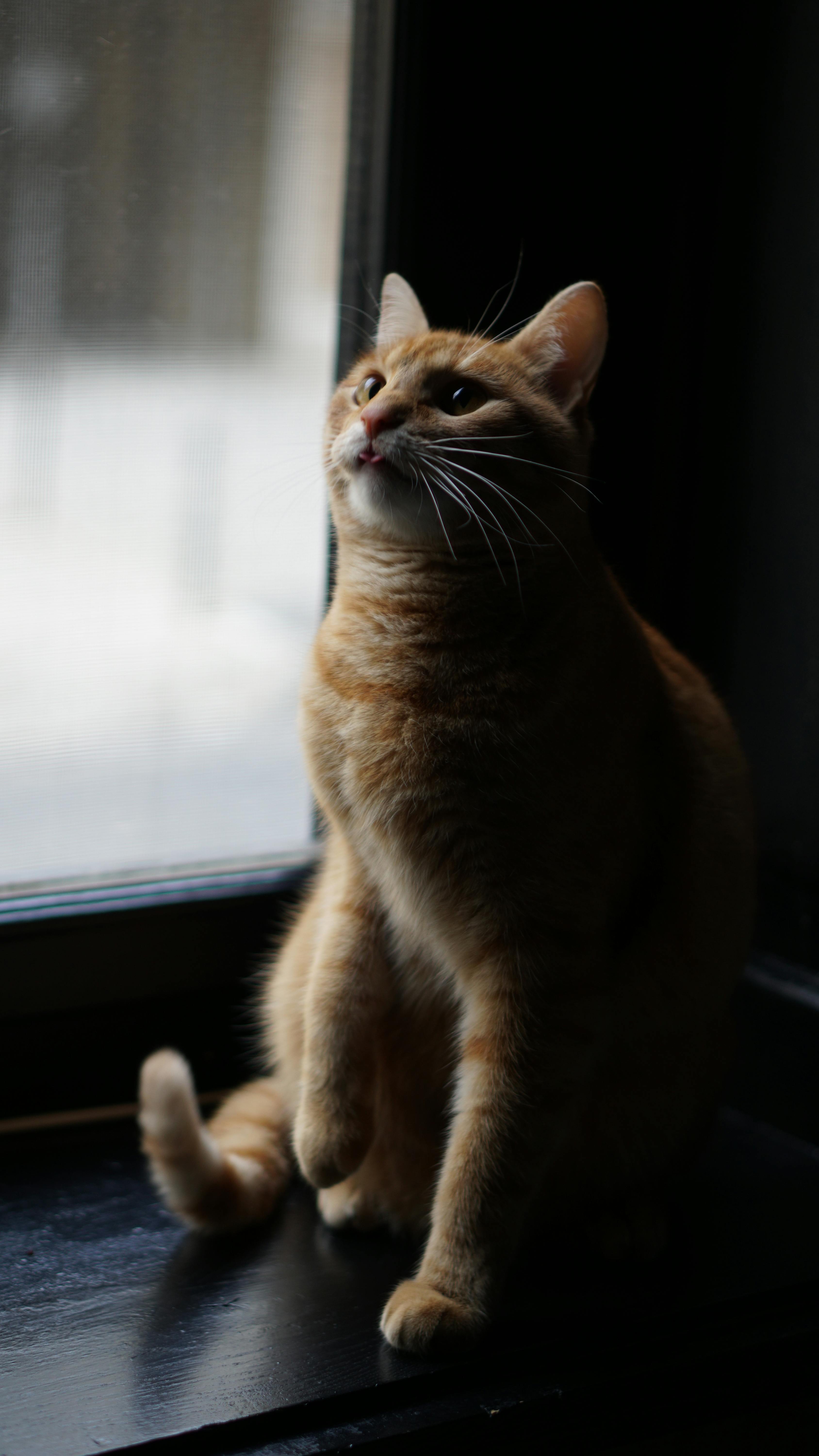 Ragdoll Cat Sitting On A Window Stock Photo - Download Image Now