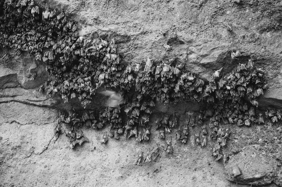 bat removal near me Aliso Viejo bat removal Aliso Viejo