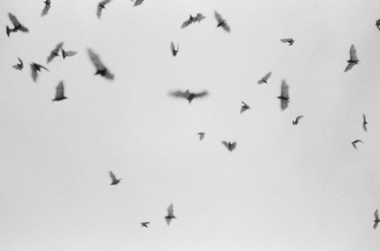 Grayscale Photo Of Flying Bats